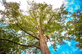 Seasonal Cleanup (Spring/Fall) in Cockeysville, MD