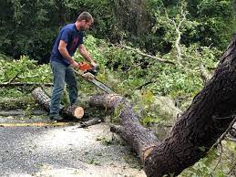 Best Tree Maintenance Programs  in Cockeysville, MD