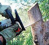 Best Hazardous Tree Removal  in Cockeysville, MD