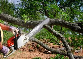 Best Lot and Land Clearing  in Cockeysville, MD