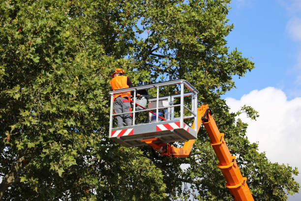 Best Tree Disease Treatment  in Cockeysville, MD