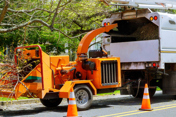 Best Tree Maintenance Programs  in Cockeysville, MD
