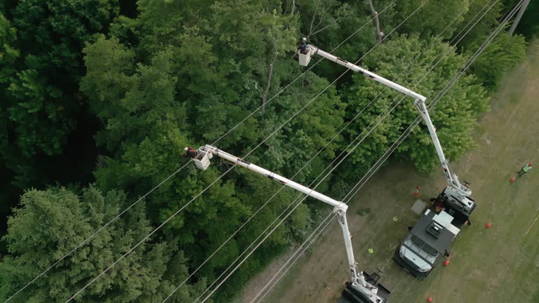 Best Tree Cabling and Bracing  in Cockeysville, MD