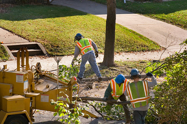  Cockeysville, MD Tree Removal Pros