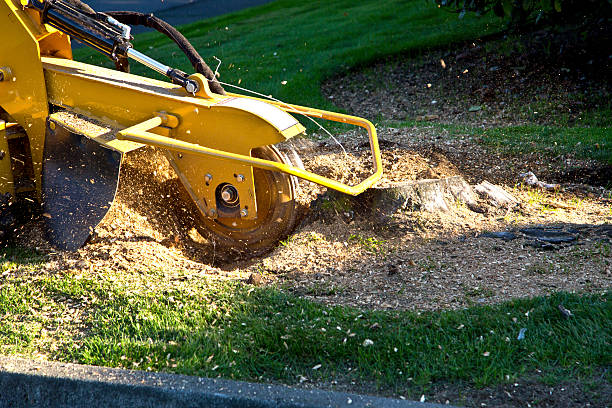 Best Grass Overseeding  in Cockeysville, MD