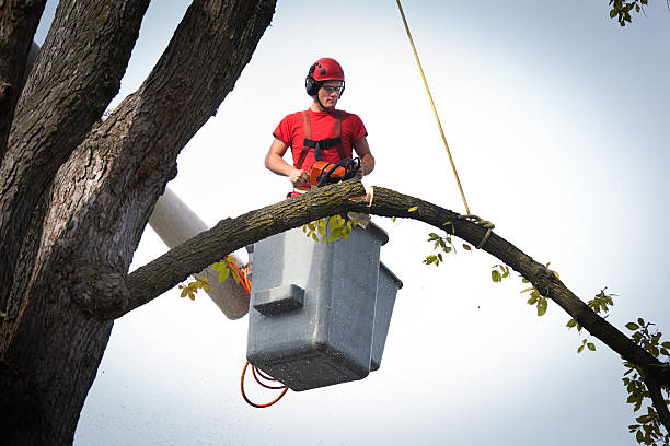 Best Commercial Tree Services  in Cockeysville, MD