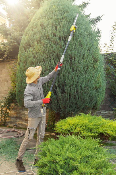 Best Palm Tree Trimming  in Cockeysville, MD