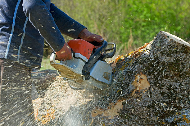 Best Fruit Tree Pruning  in Cockeysville, MD