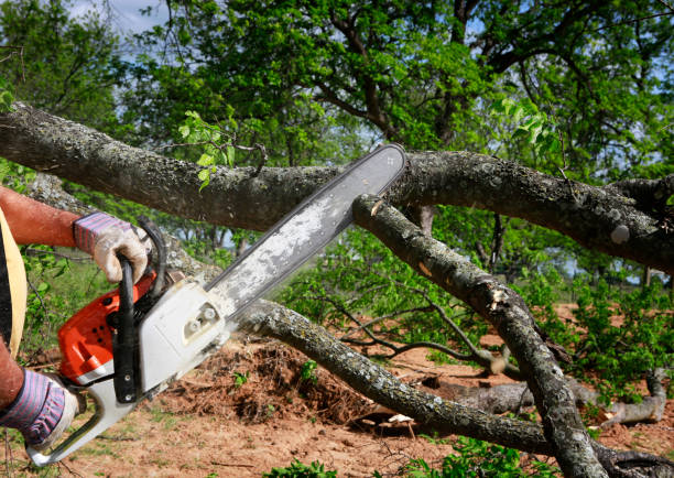 Best Utility Line Clearance  in Cockeysville, MD